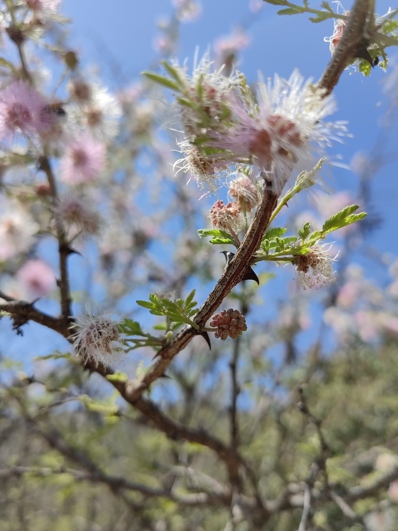 Mimosa lacerata photo 8