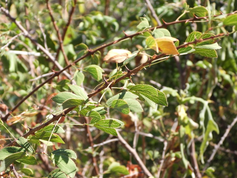 Mimosa lactiflua