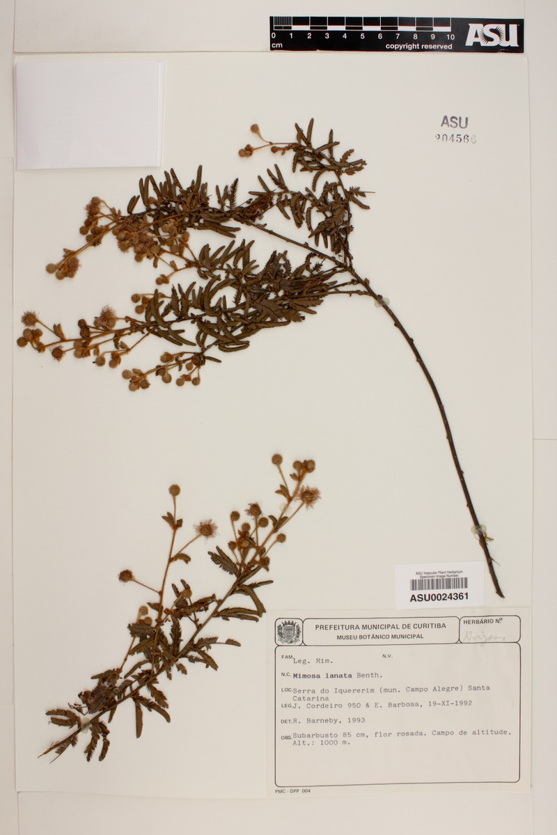Mimosa lanata