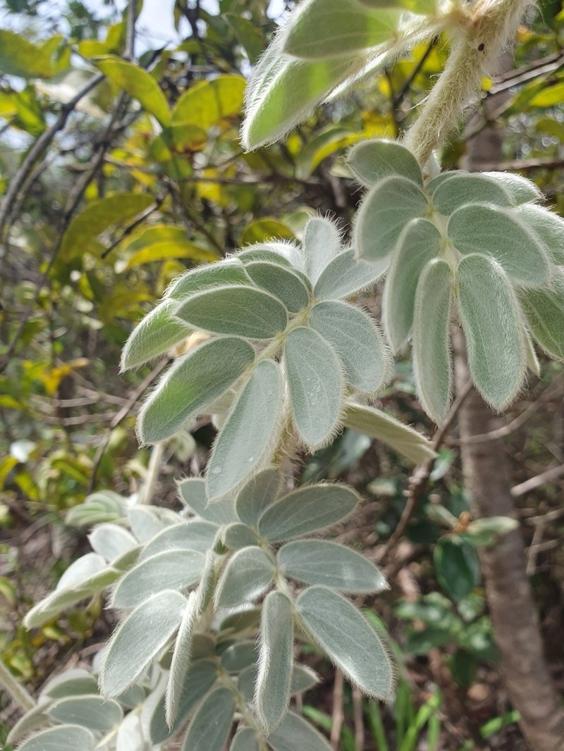 Mimosa lanuginosa