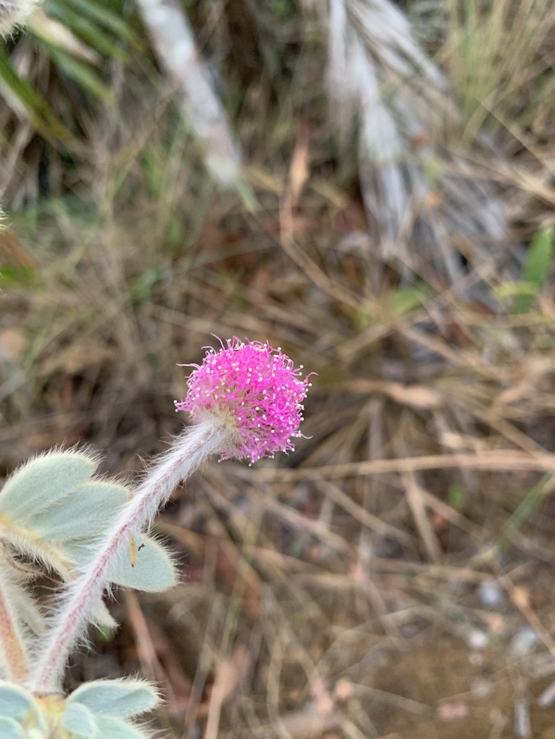 Mimosa lanuginosa photo 2
