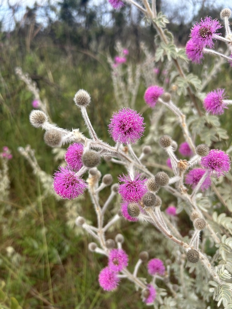 Mimosa lanuginosa photo 3