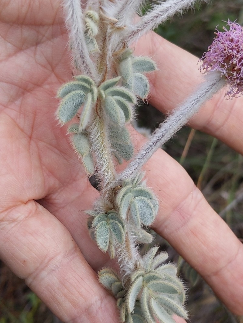 Mimosa lanuginosa photo 5