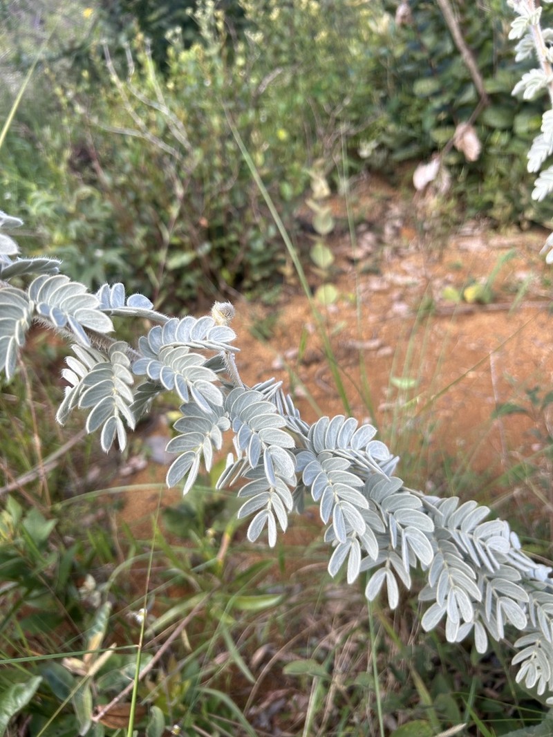 Mimosa lanuginosa photo 6