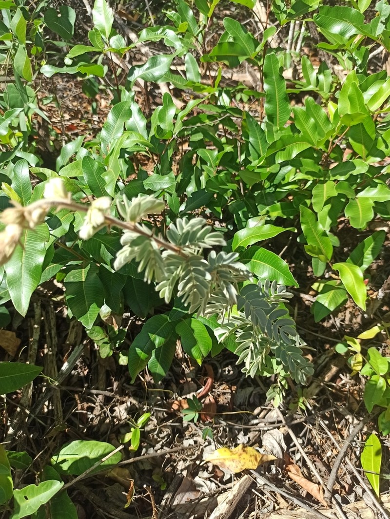 Mimosa lanuginosa photo 8