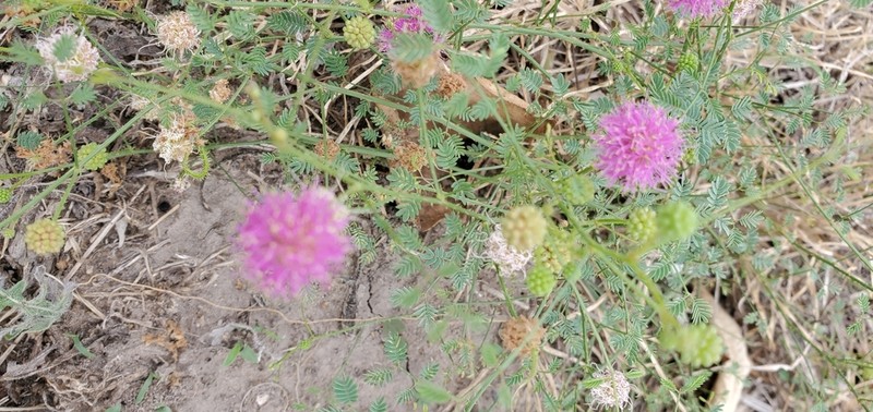 Kairn's Sensitive-Briar photo 3