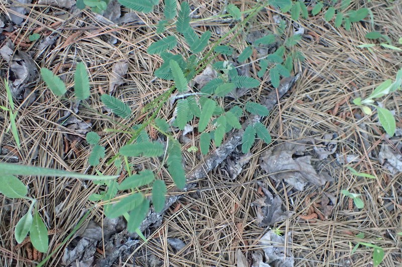 Kairn's Sensitive-Briar photo 5