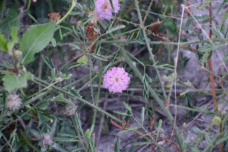 Kairn's Sensitive-Briar photo 7