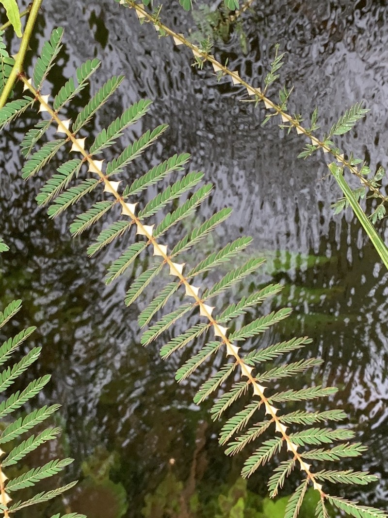 Mimosa latispinosa
