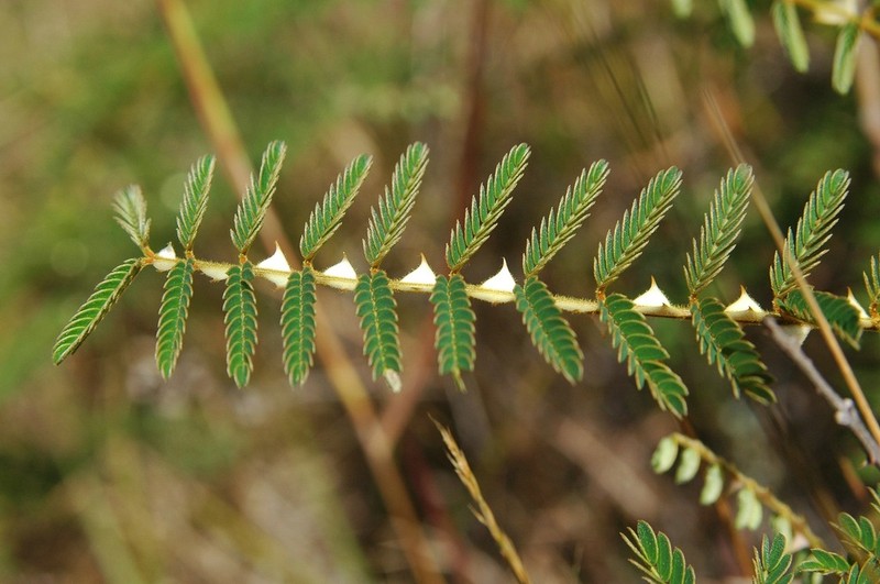 Mimosa latispinosa photo 2