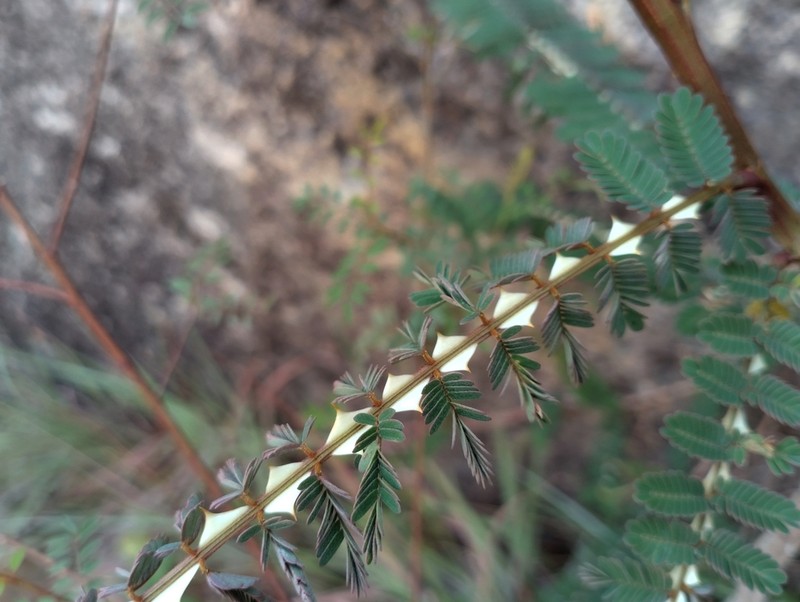 Mimosa latispinosa photo 3