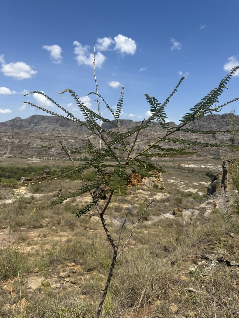 Mimosa latispinosa photo 4