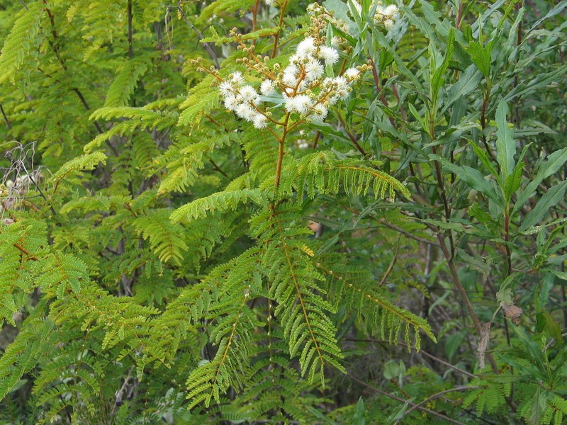 Mimosa latispinosa photo 5