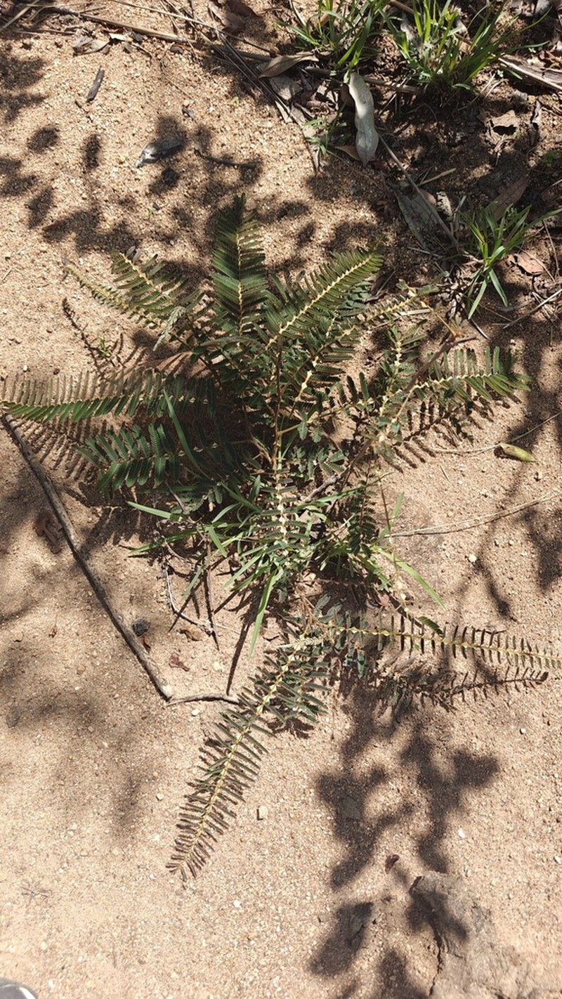 Mimosa latispinosa photo 6
