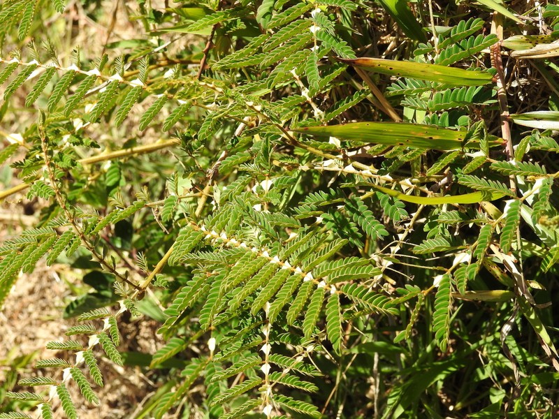 Mimosa latispinosa photo 7