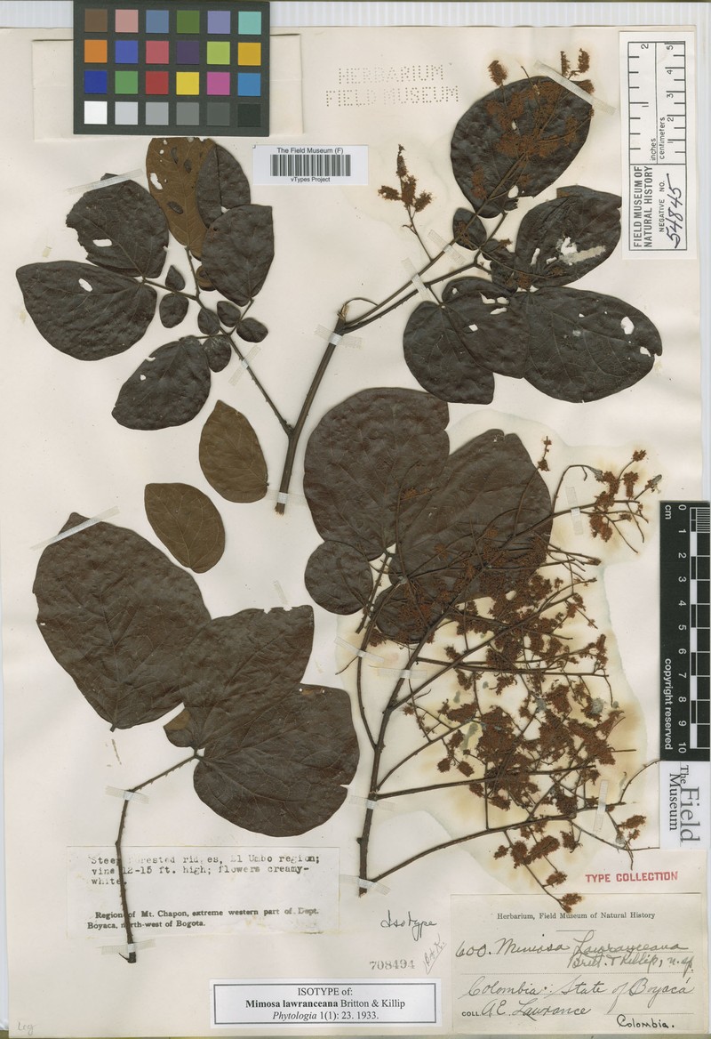 Mimosa lawranceana
