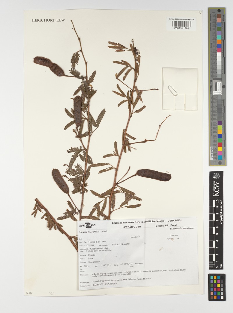 Mimosa leiocephala