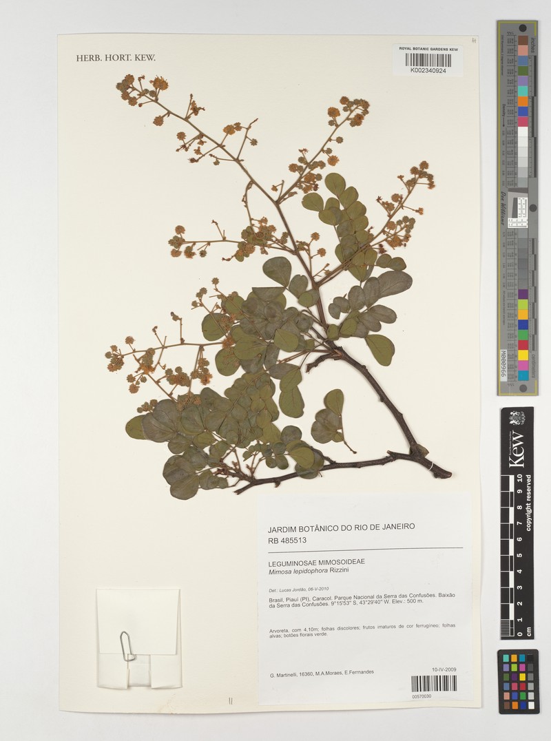 Mimosa lepidophora