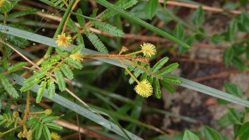 Mimosa lepidorepens