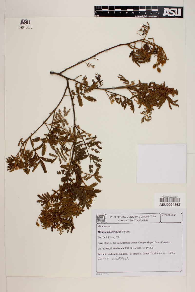 Mimosa lepidorepens photo 2