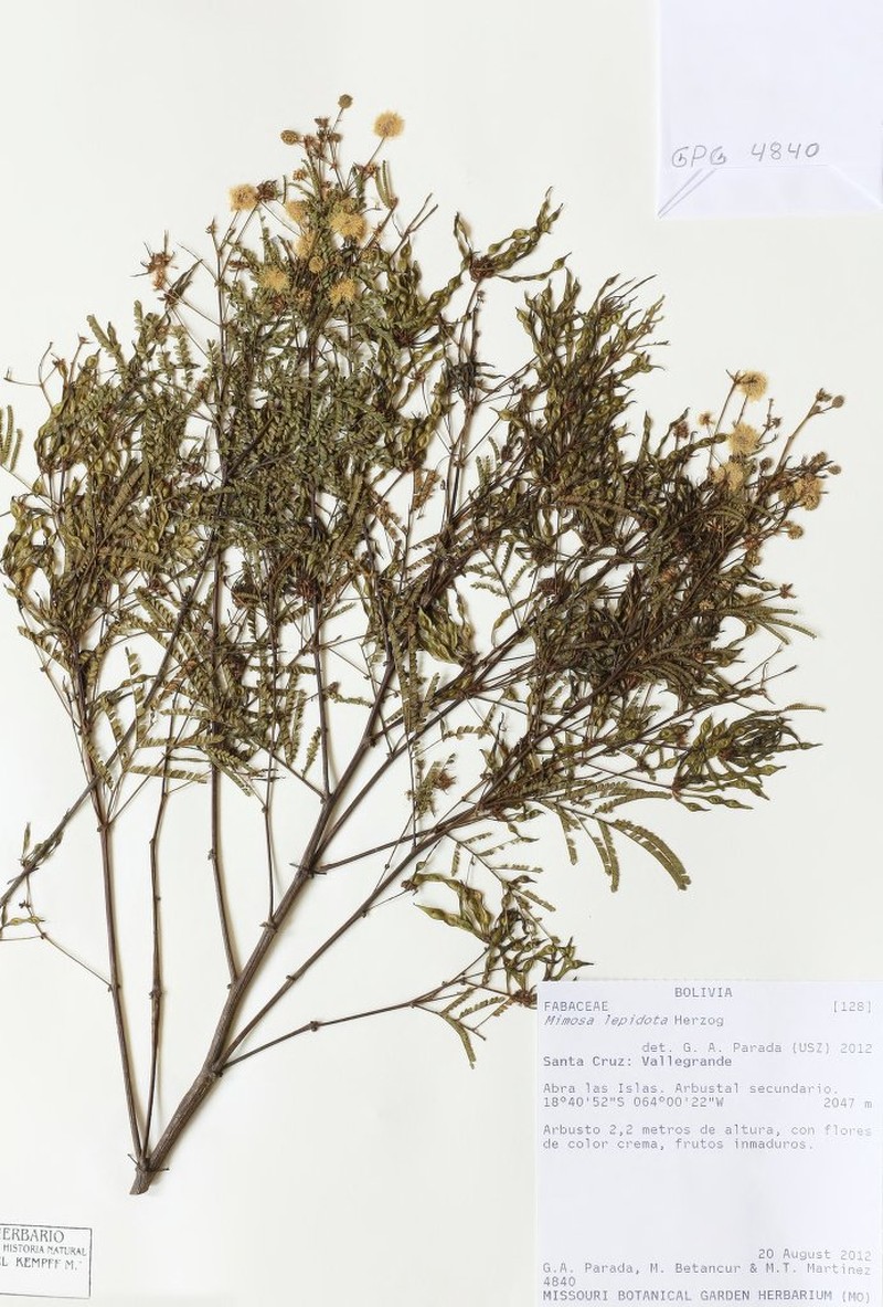 Mimosa lepidota