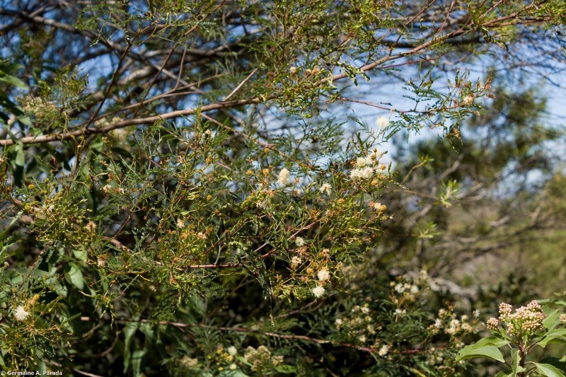 Mimosa lepidota photo 2