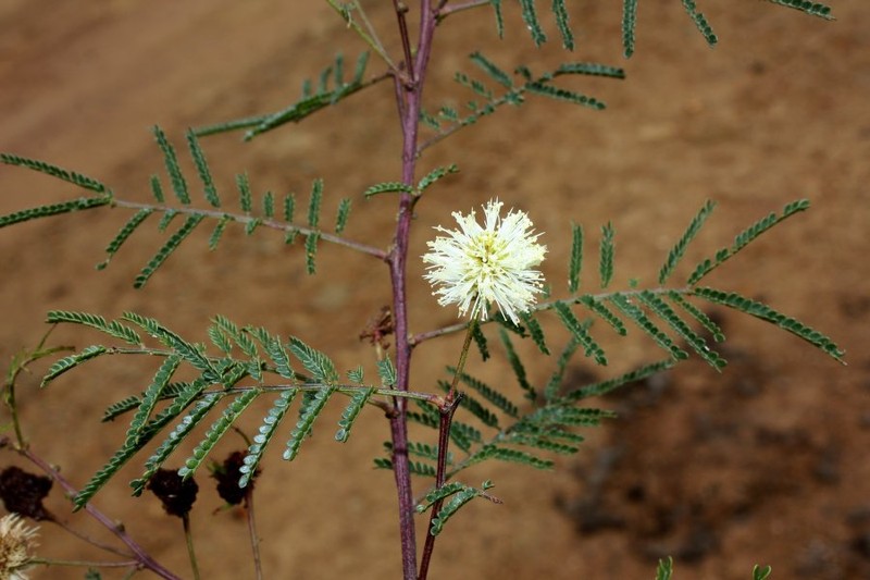 Mimosa lepidota photo 3