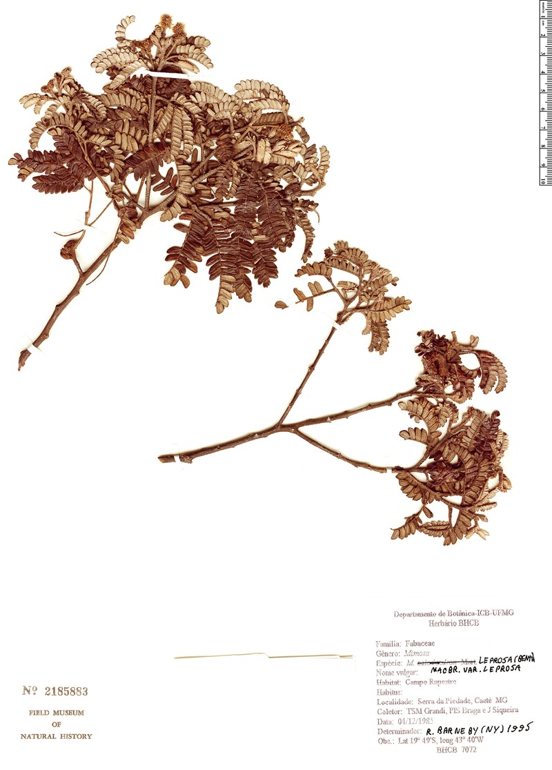 Mimosa leprosa