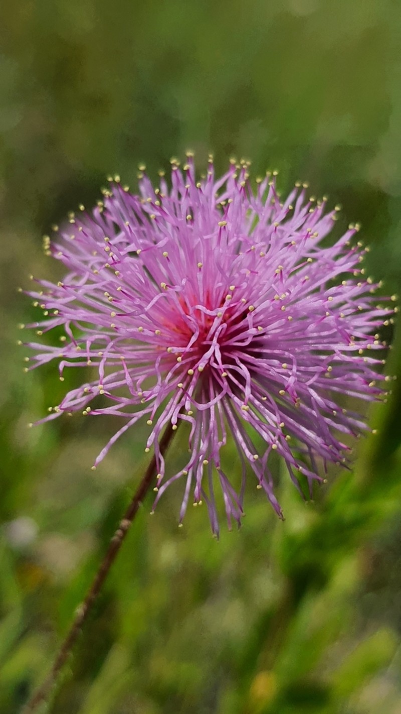 Mimosa leptantha