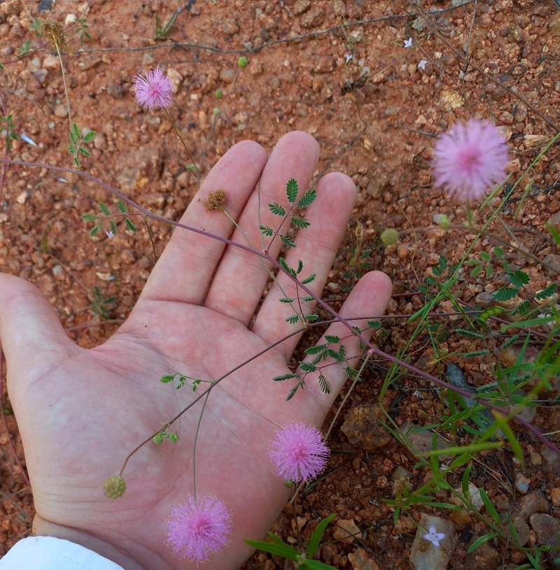 Mimosa leptantha photo 2