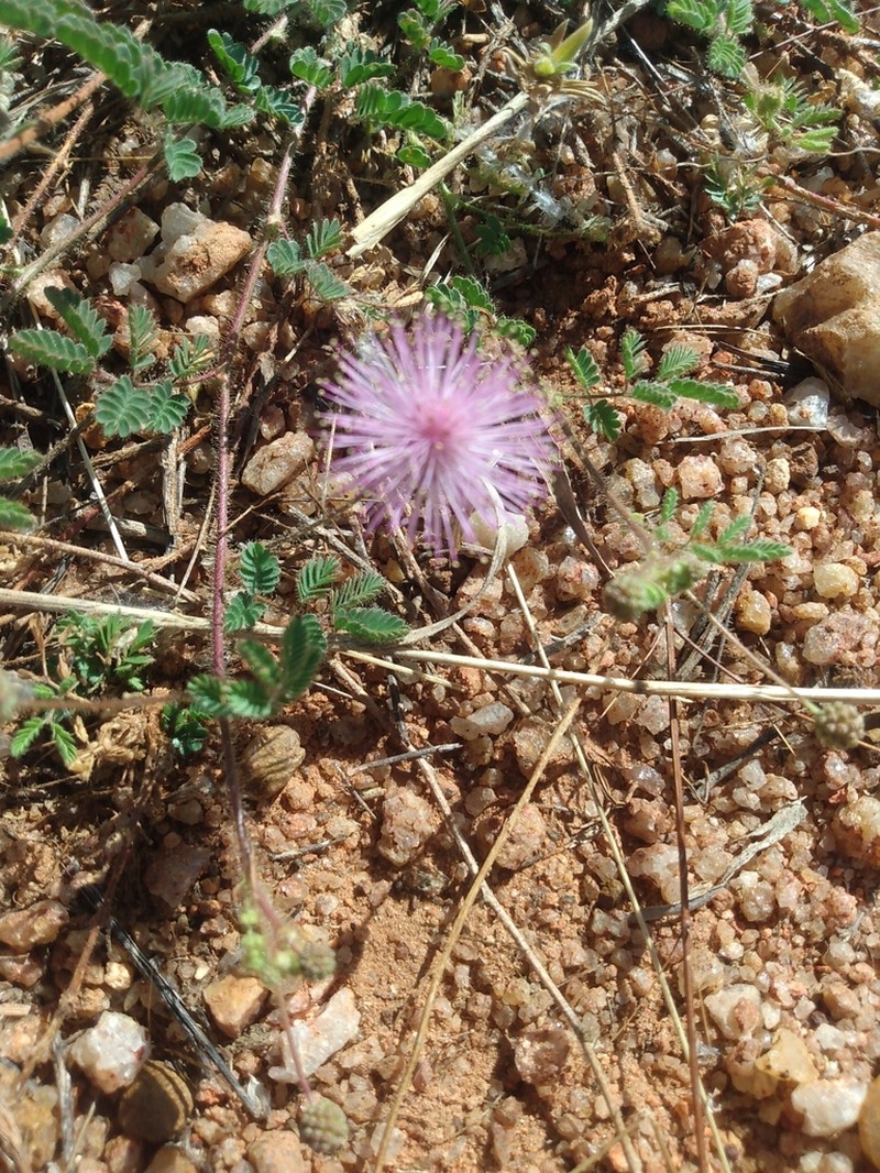 Mimosa leptantha photo 3