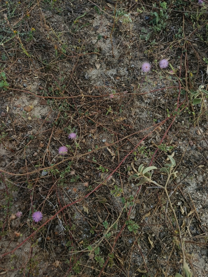 Mimosa leptantha photo 4