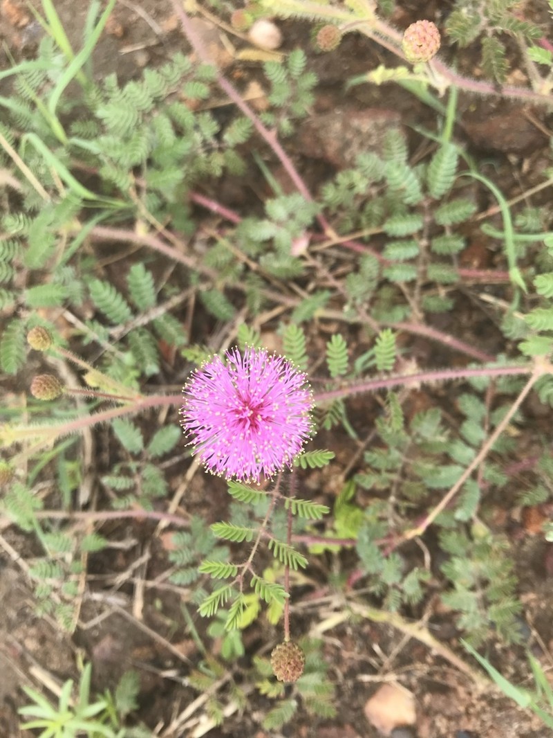 Mimosa leptantha photo 5