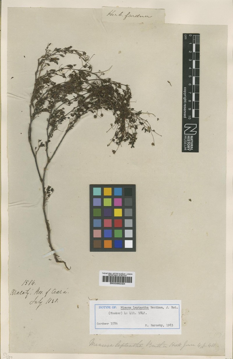 Mimosa leptantha photo 8