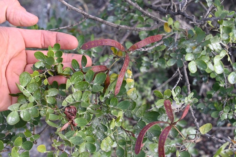 Mimosa leucaenoides