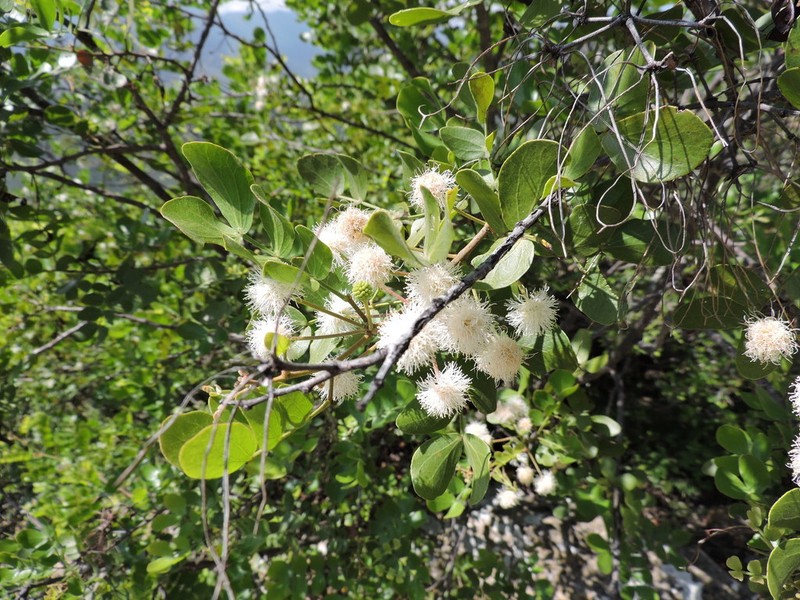 Mimosa leucaenoides photo 2