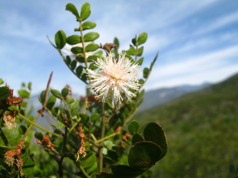 Mimosa leucaenoides photo 3