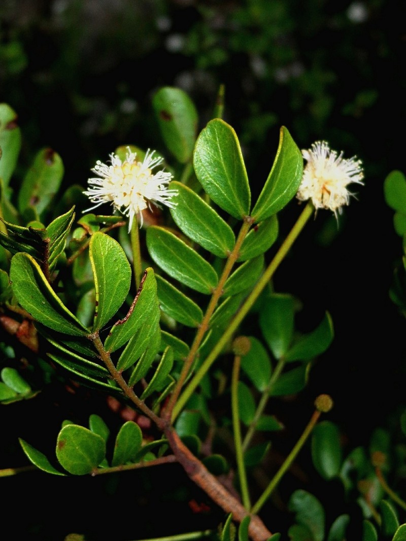 Mimosa leucaenoides photo 4