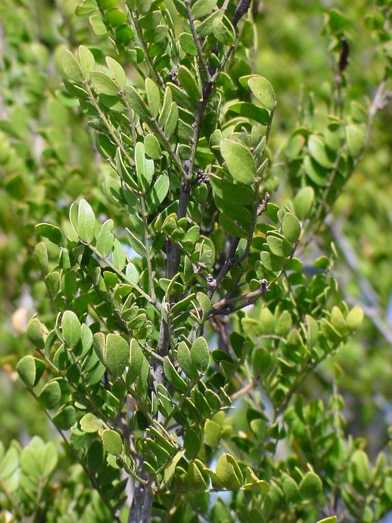Mimosa leucaenoides photo 5