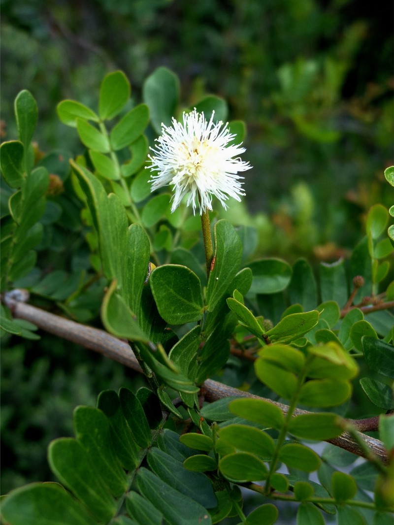 Mimosa leucaenoides photo 6