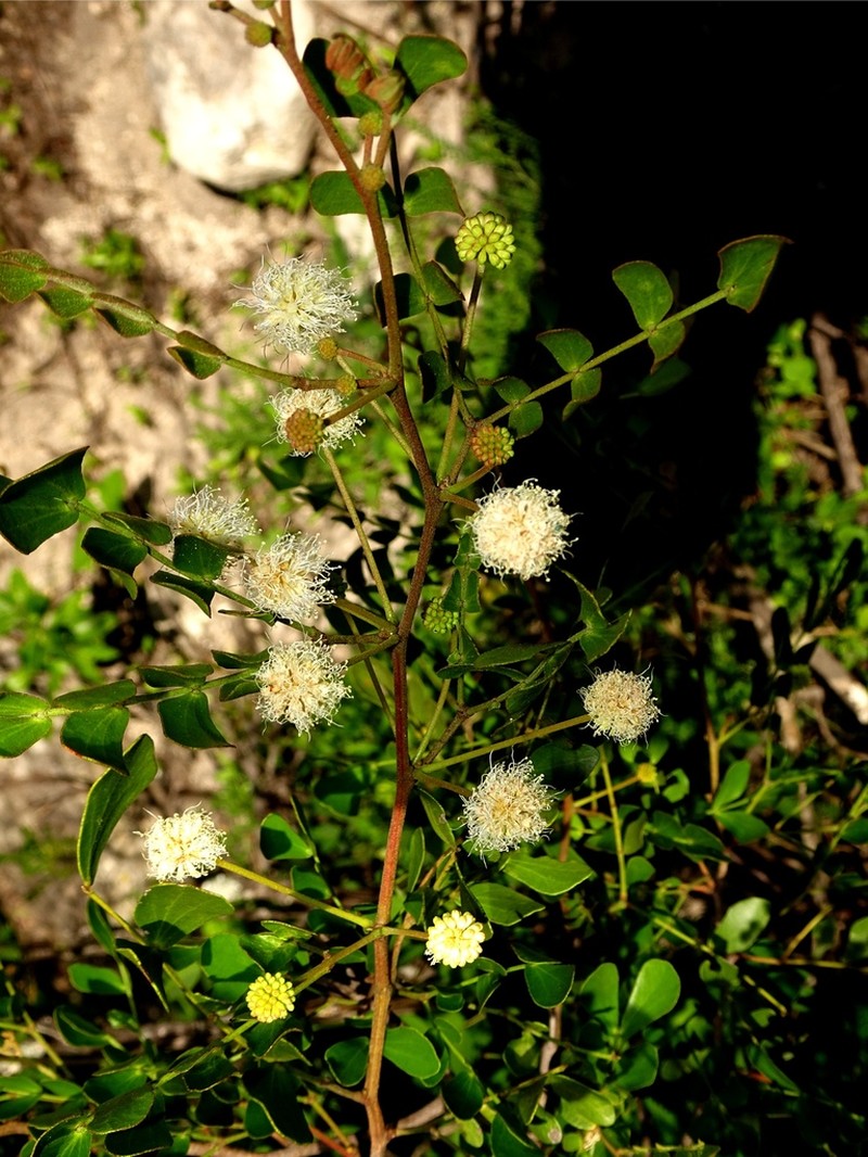Mimosa leucaenoides photo 7