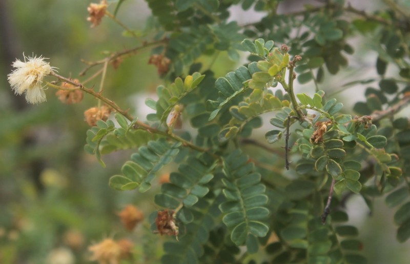 Mimosa leucaenoides photo 8