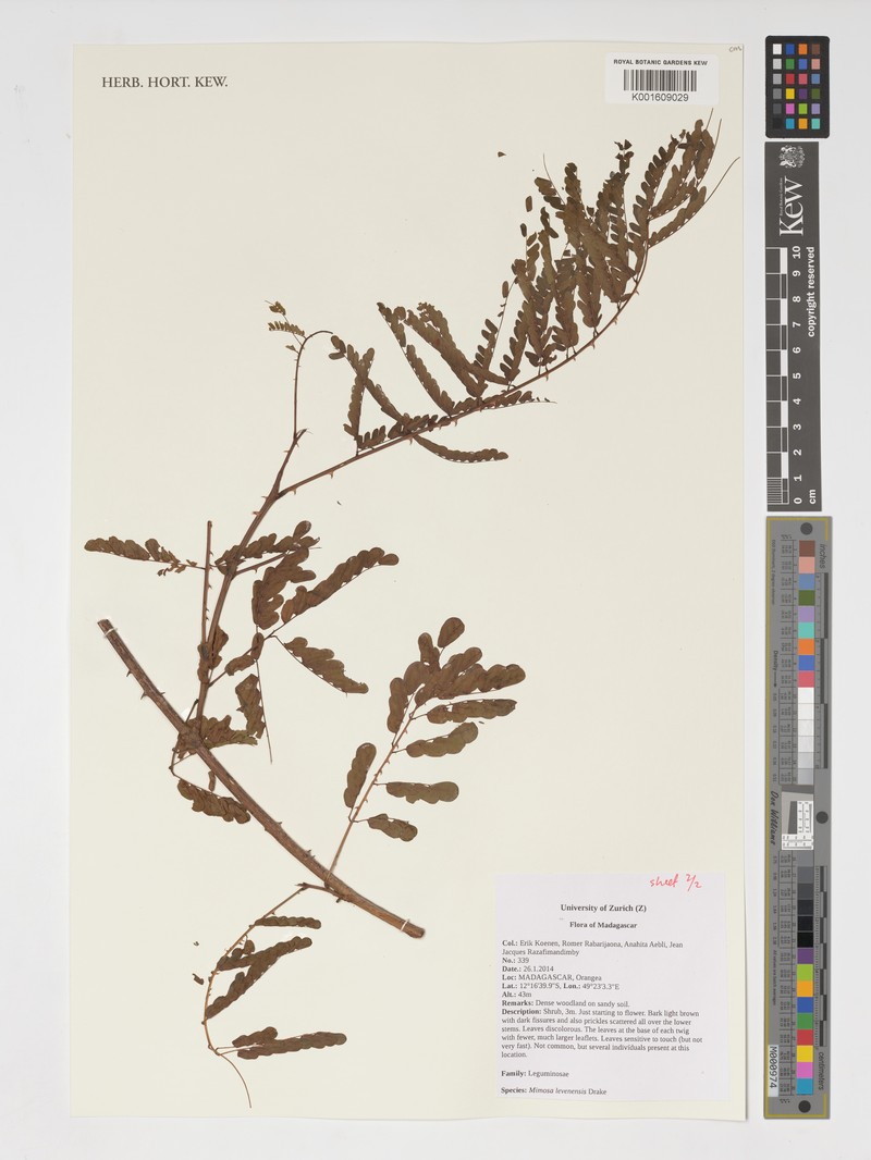 Mimosa levenensis