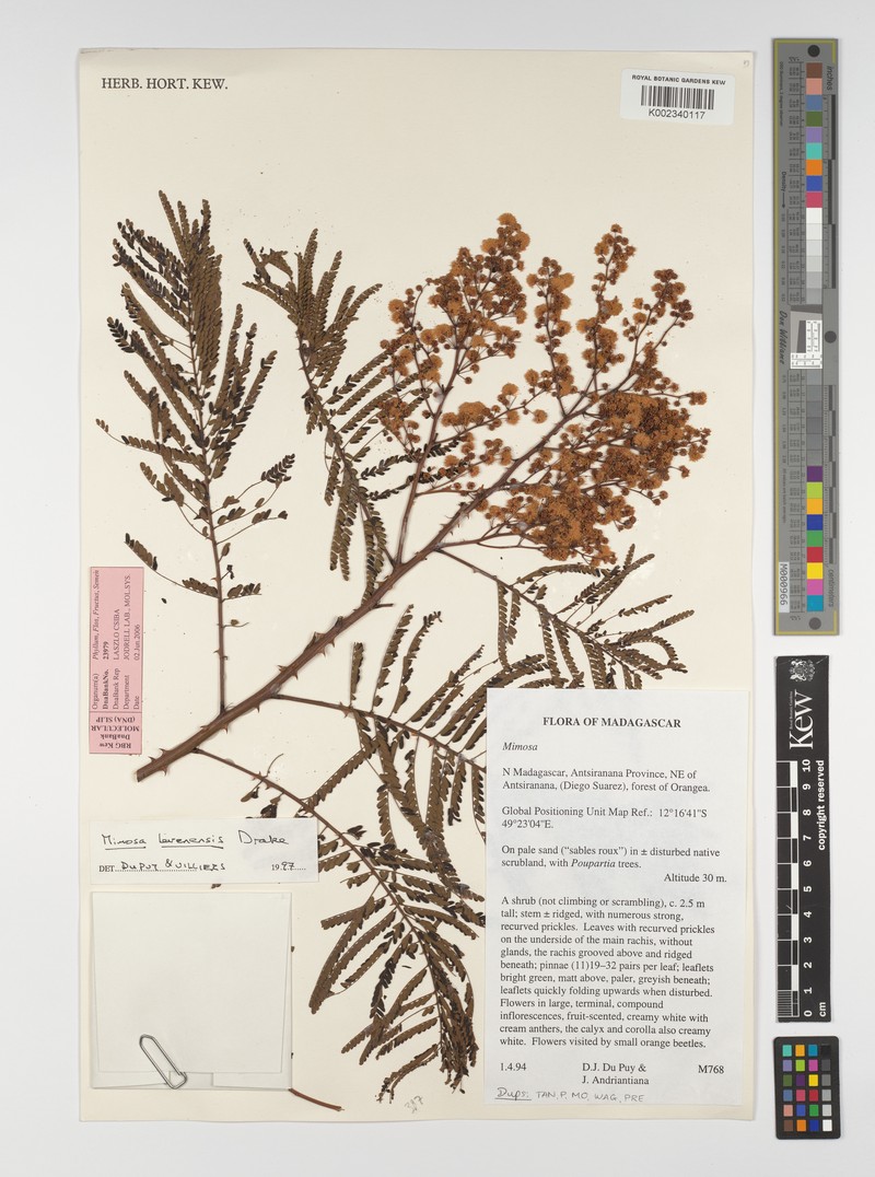 Mimosa levenensis photo 3