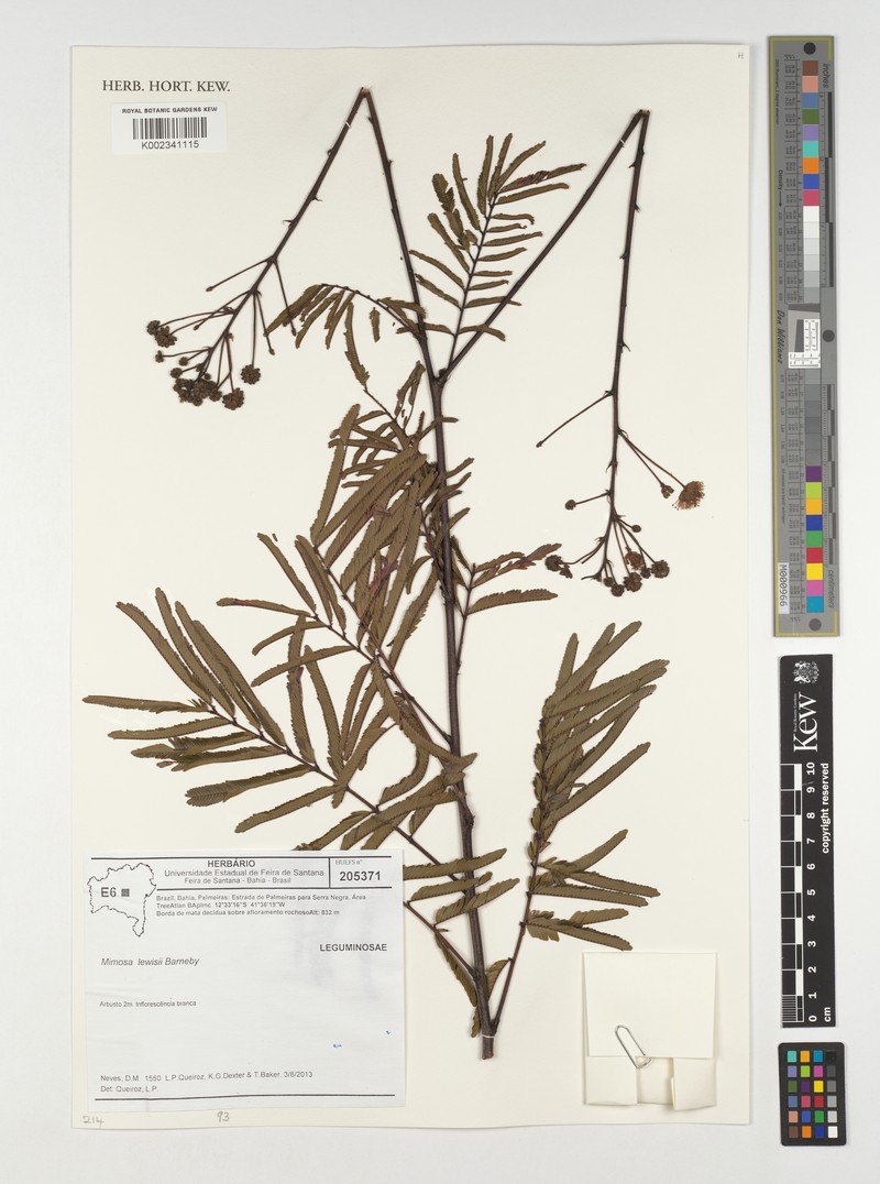 Mimosa lewisii