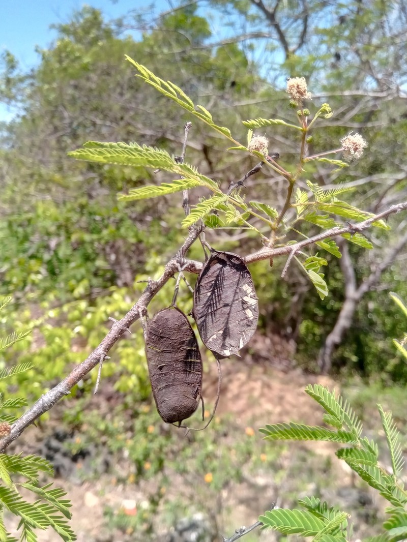 Mimosa lingvatouana