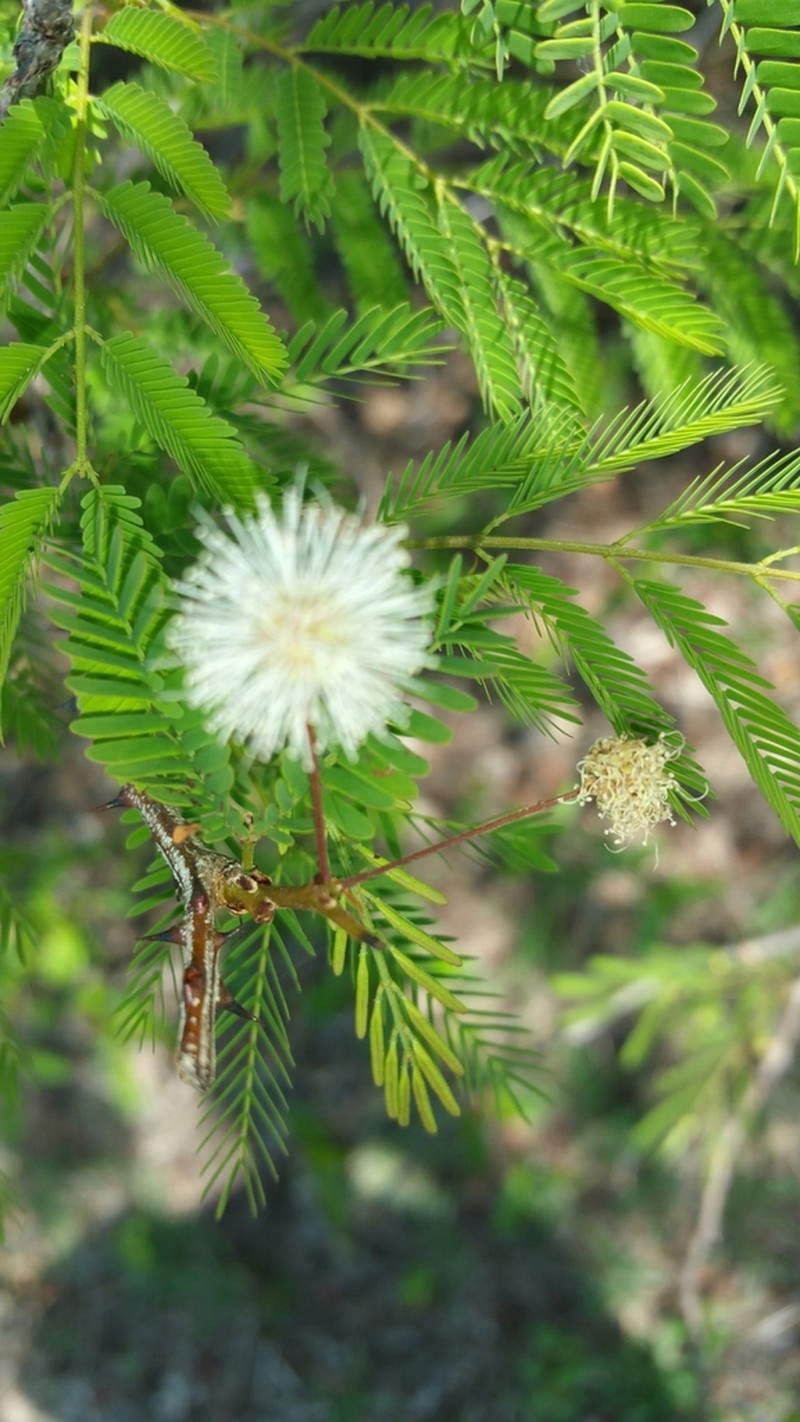 Mimosa lingvatouana photo 4