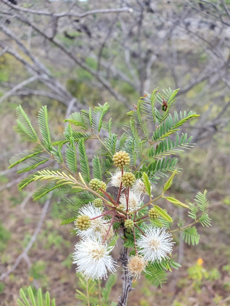 Mimosa lingvatouana photo 5