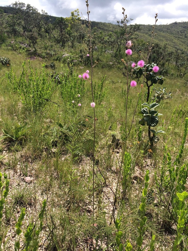 Mimosa longepedunculata