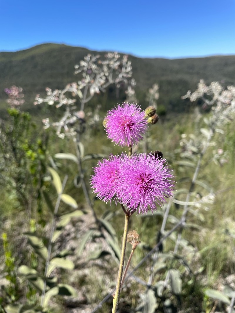 Mimosa longepedunculata photo 2